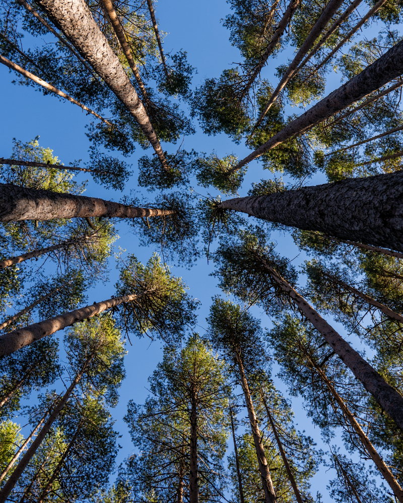 Sustainability